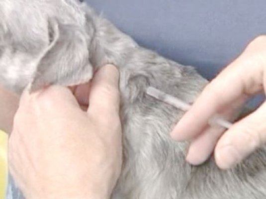 50.000 de animale cu stăpân au fost vaccinate